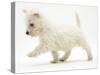 West Highland Terrier Puppy (Canis Familiaris) Walking-Jane Burton-Stretched Canvas