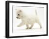 West Highland Terrier Puppy (Canis Familiaris) Walking-Jane Burton-Framed Photographic Print