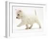 West Highland Terrier Puppy (Canis Familiaris) Walking-Jane Burton-Framed Photographic Print