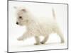 West Highland Terrier Puppy (Canis Familiaris) Walking-Jane Burton-Mounted Photographic Print