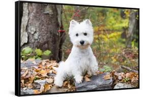 West Highland Terrier Puppy, Goshen, Connecticut, USA-Lynn M^ Stone-Framed Stretched Canvas