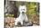 West Highland Terrier Puppy, Goshen, Connecticut, USA-Lynn M^ Stone-Stretched Canvas