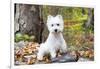 West Highland Terrier Puppy, Goshen, Connecticut, USA-Lynn M^ Stone-Framed Photographic Print