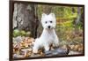 West Highland Terrier Puppy, Goshen, Connecticut, USA-Lynn M^ Stone-Framed Photographic Print