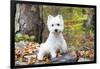 West Highland Terrier Puppy, Goshen, Connecticut, USA-Lynn M^ Stone-Framed Photographic Print