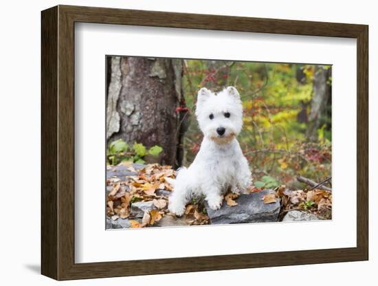 West Highland Terrier Puppy, Goshen, Connecticut, USA-Lynn M^ Stone-Framed Photographic Print