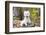 West Highland Terrier Puppy, Goshen, Connecticut, USA-Lynn M^ Stone-Framed Photographic Print