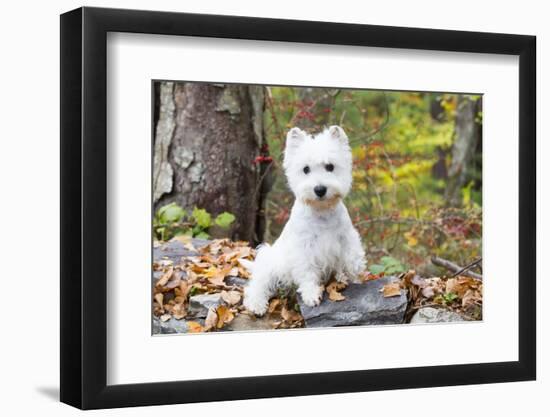 West Highland Terrier Puppy, Goshen, Connecticut, USA-Lynn M^ Stone-Framed Photographic Print