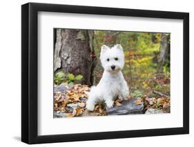 West Highland Terrier Puppy, Goshen, Connecticut, USA-Lynn M^ Stone-Framed Photographic Print