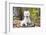 West Highland Terrier Puppy, Goshen, Connecticut, USA-Lynn M^ Stone-Framed Photographic Print