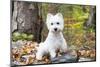 West Highland Terrier Puppy, Goshen, Connecticut, USA-Lynn M^ Stone-Mounted Photographic Print