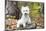 West Highland Terrier Puppy, Goshen, Connecticut, USA-Lynn M^ Stone-Mounted Photographic Print