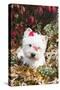 West Highland Terrier(S) in Autumn, Vernon, Connecticut, USA-Lynn M^ Stone-Stretched Canvas