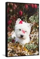 West Highland Terrier(S) in Autumn, Vernon, Connecticut, USA-Lynn M^ Stone-Framed Stretched Canvas