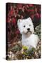 West Highland Terrier(S) in Autumn, Vernon, Connecticut, USA-Lynn M^ Stone-Stretched Canvas