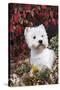 West Highland Terrier(S) in Autumn, Vernon, Connecticut, USA-Lynn M^ Stone-Stretched Canvas