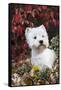 West Highland Terrier(S) in Autumn, Vernon, Connecticut, USA-Lynn M^ Stone-Framed Stretched Canvas