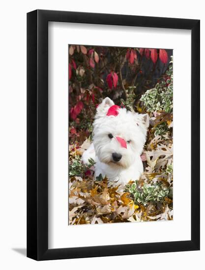 West Highland Terrier(S) in Autumn, Vernon, Connecticut, USA-Lynn M^ Stone-Framed Photographic Print