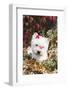 West Highland Terrier(S) in Autumn, Vernon, Connecticut, USA-Lynn M^ Stone-Framed Photographic Print