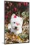 West Highland Terrier(S) in Autumn, Vernon, Connecticut, USA-Lynn M^ Stone-Mounted Photographic Print