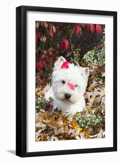 West Highland Terrier(S) in Autumn, Vernon, Connecticut, USA-Lynn M^ Stone-Framed Photographic Print