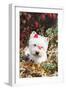 West Highland Terrier(S) in Autumn, Vernon, Connecticut, USA-Lynn M^ Stone-Framed Photographic Print