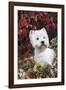 West Highland Terrier(S) in Autumn, Vernon, Connecticut, USA-Lynn M^ Stone-Framed Photographic Print