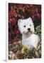 West Highland Terrier(S) in Autumn, Vernon, Connecticut, USA-Lynn M^ Stone-Framed Photographic Print