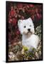 West Highland Terrier(S) in Autumn, Vernon, Connecticut, USA-Lynn M^ Stone-Framed Photographic Print