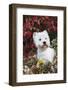 West Highland Terrier(S) in Autumn, Vernon, Connecticut, USA-Lynn M^ Stone-Framed Photographic Print