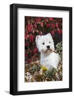 West Highland Terrier(S) in Autumn, Vernon, Connecticut, USA-Lynn M^ Stone-Framed Photographic Print