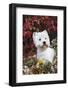 West Highland Terrier(S) in Autumn, Vernon, Connecticut, USA-Lynn M^ Stone-Framed Photographic Print