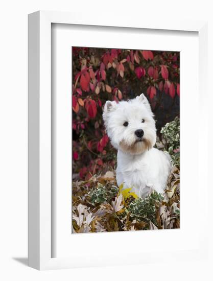 West Highland Terrier(S) in Autumn, Vernon, Connecticut, USA-Lynn M^ Stone-Framed Photographic Print