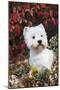 West Highland Terrier(S) in Autumn, Vernon, Connecticut, USA-Lynn M^ Stone-Mounted Photographic Print