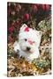 West Highland Terrier(S) in Autumn, Vernon, Connecticut, USA-Lynn M^ Stone-Stretched Canvas