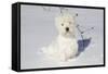 West Highland Terrier(S) in Snow, Vernon, Connecticut, USA-Lynn M^ Stone-Framed Stretched Canvas