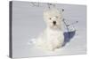 West Highland Terrier(S) in Snow, Vernon, Connecticut, USA-Lynn M^ Stone-Stretched Canvas