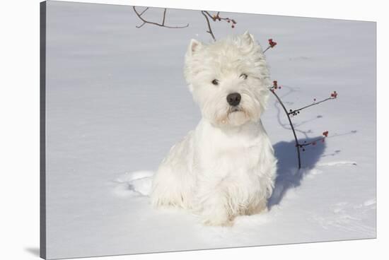 West Highland Terrier(S) in Snow, Vernon, Connecticut, USA-Lynn M^ Stone-Stretched Canvas