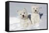 West Highland Terrier(S) in Snow, Vernon, Connecticut, USA-Lynn M^ Stone-Framed Stretched Canvas