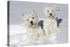 West Highland Terrier(S) in Snow, Vernon, Connecticut, USA-Lynn M^ Stone-Stretched Canvas