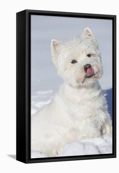 West Highland Terrier(S) in Snow, Vernon, Connecticut, USA-Lynn M^ Stone-Framed Stretched Canvas