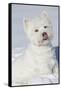 West Highland Terrier(S) in Snow, Vernon, Connecticut, USA-Lynn M^ Stone-Framed Stretched Canvas