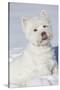 West Highland Terrier(S) in Snow, Vernon, Connecticut, USA-Lynn M^ Stone-Stretched Canvas