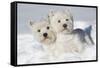 West Highland Terrier(S) in Snow, Vernon, Connecticut, USA-Lynn M^ Stone-Framed Stretched Canvas