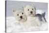 West Highland Terrier(S) in Snow, Vernon, Connecticut, USA-Lynn M^ Stone-Stretched Canvas