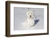 West Highland Terrier(S) in Snow, Vernon, Connecticut, USA-Lynn M^ Stone-Framed Premium Photographic Print