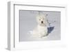 West Highland Terrier(S) in Snow, Vernon, Connecticut, USA-Lynn M^ Stone-Framed Premium Photographic Print