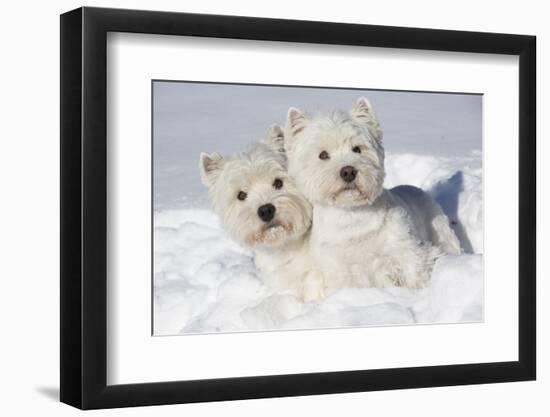 West Highland Terrier(S) in Snow, Vernon, Connecticut, USA-Lynn M^ Stone-Framed Premium Photographic Print