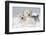 West Highland Terrier(S) in Snow, Vernon, Connecticut, USA-Lynn M^ Stone-Framed Premium Photographic Print