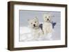 West Highland Terrier(S) in Snow, Vernon, Connecticut, USA-Lynn M^ Stone-Framed Premium Photographic Print